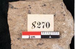 Foto (Detailansicht) von Araucaria sternbergii Goeppert (NHMW-GEO-2024-0188-8270)